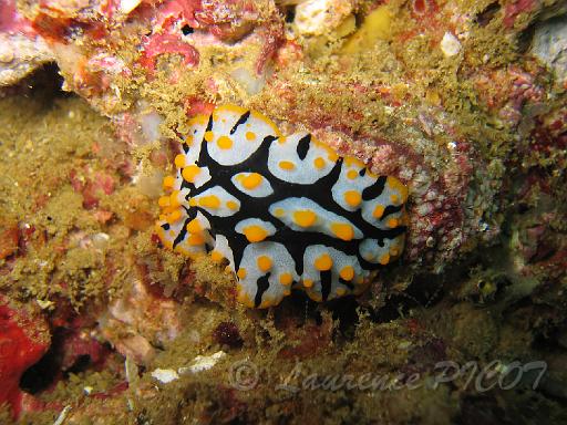 Phyllidie verruqueuse - Phyllidia arabica.JPG - Océan indien - Sultanat d'Oman